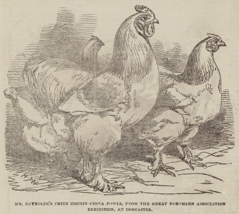 Reynolds prisbelönta höns från Cochin-China, från Great Northern Association Exhibition i Doncaster. av Harrison William Weir