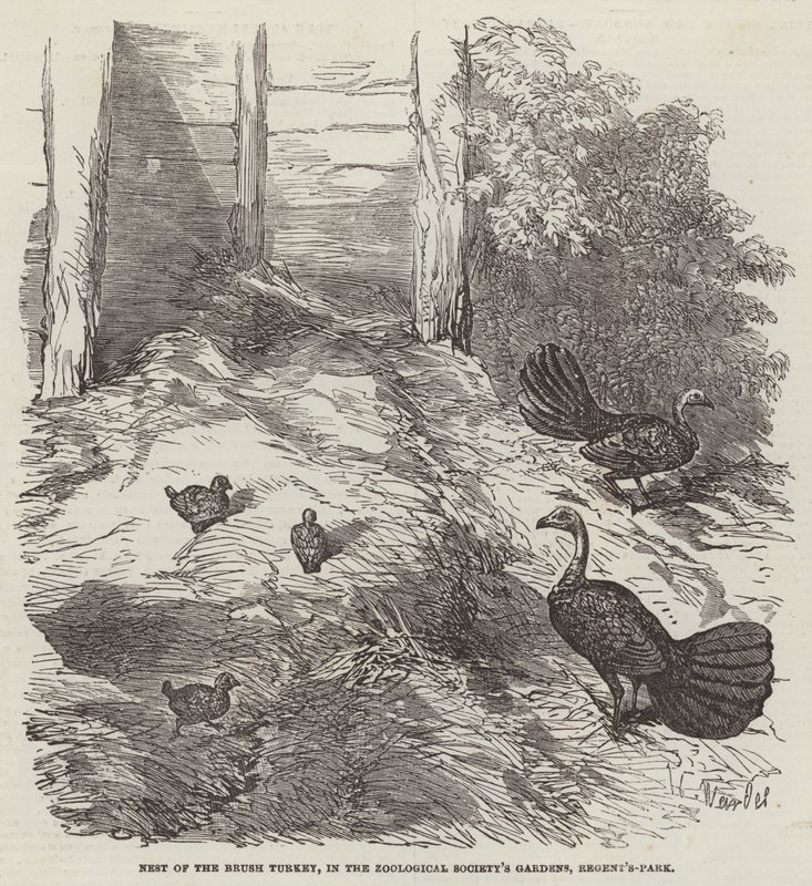 Nest of the Brush Turkey, i Zoological Society