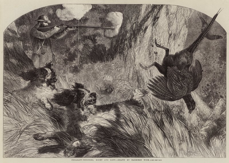 Fasanskytte, höger och vänster av Harrison William Weir