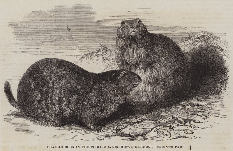 Präriehundar i Zoological Society
