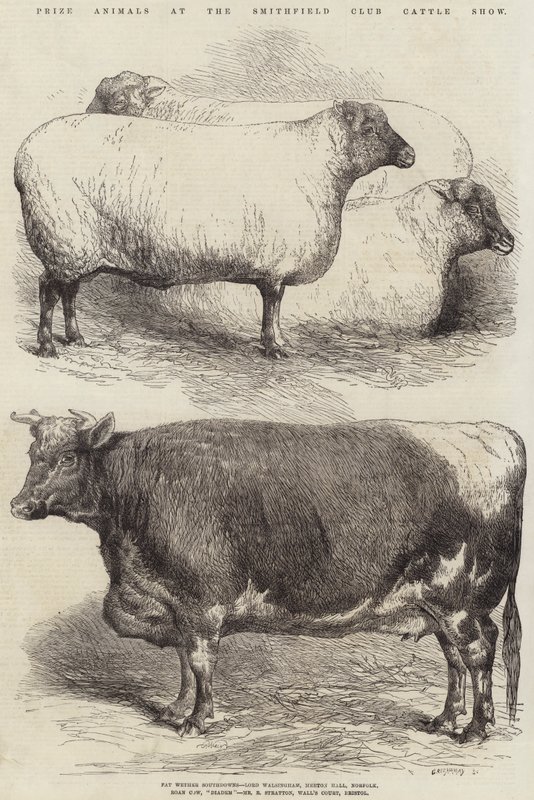 Priser djur på Smithfield Club Cattle Show av Harrison William Weir