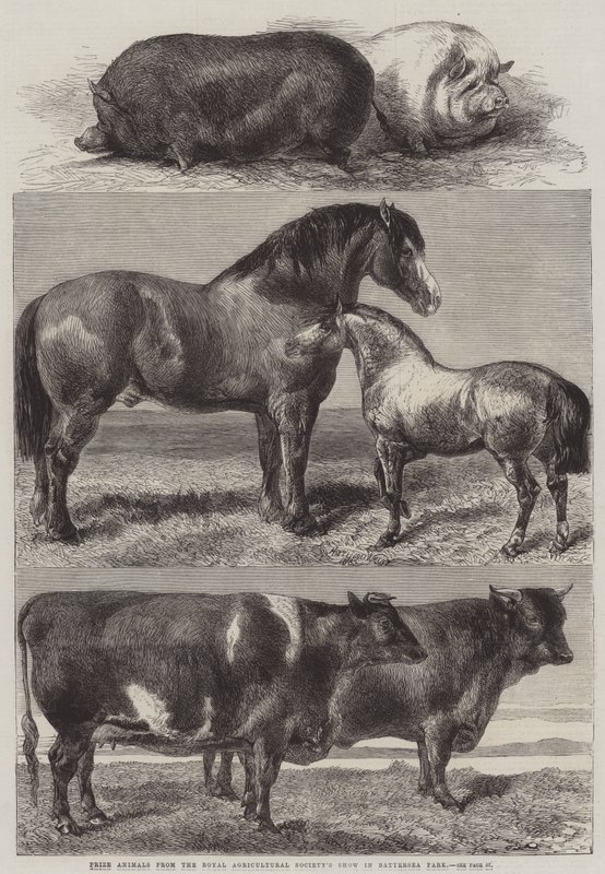 Prisdjur från Royal Agricultural Society Show i Battersea Park av Harrison William Weir