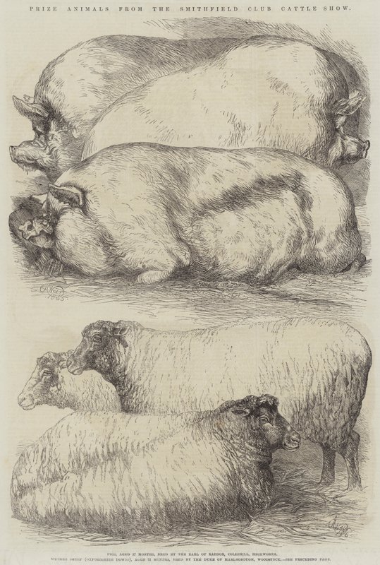 Prisdjur från Smithfield Club Cattle Show av Harrison William Weir