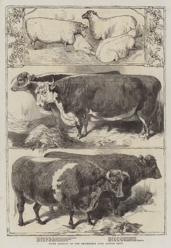 Prisdjur från Smithfield Club Cattle Show av Harrison William Weir