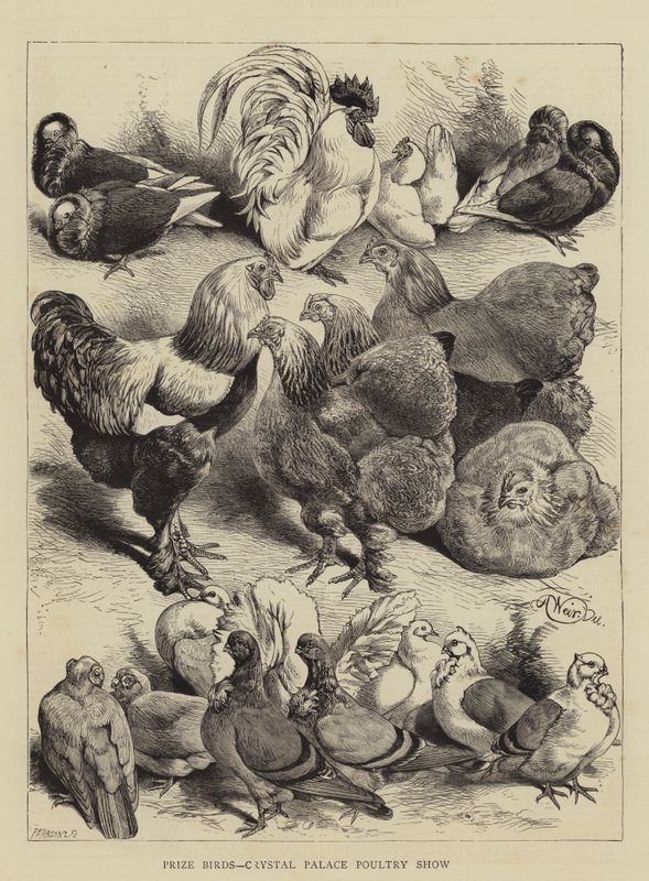 Prisfåglar, Crystal Palace Poultry Show av Harrison William Weir