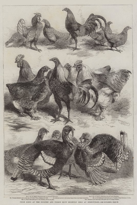 Prisfåglar på Poultry and Pigeon Show som nyligen hölls i Birmingham. av Harrison William Weir