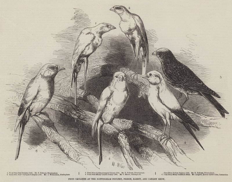 Pris för kanariefåglar vid Nottingham Poultry, Pigeon, Rabbit, and Canary Show av Harrison William Weir