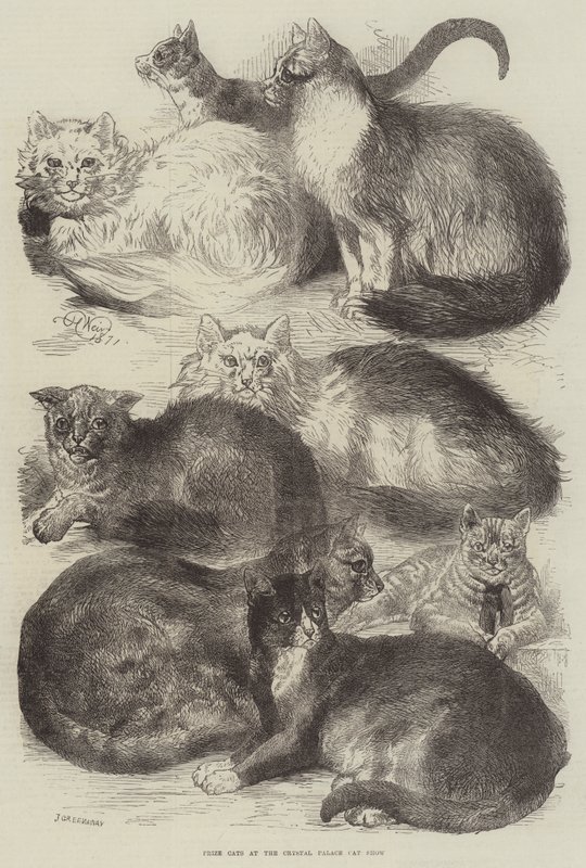 Priskatter på Crystal Palace Cat Show av Harrison William Weir