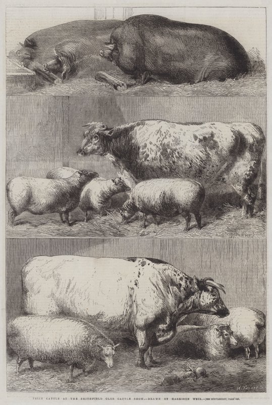 Prisbelönta nötkreatur vid Smithfield Club Cattle Show av Harrison William Weir