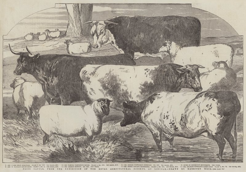 Prize Cattle, från utställningen av Royal Agricultural Society, i Lincoln av Harrison William Weir