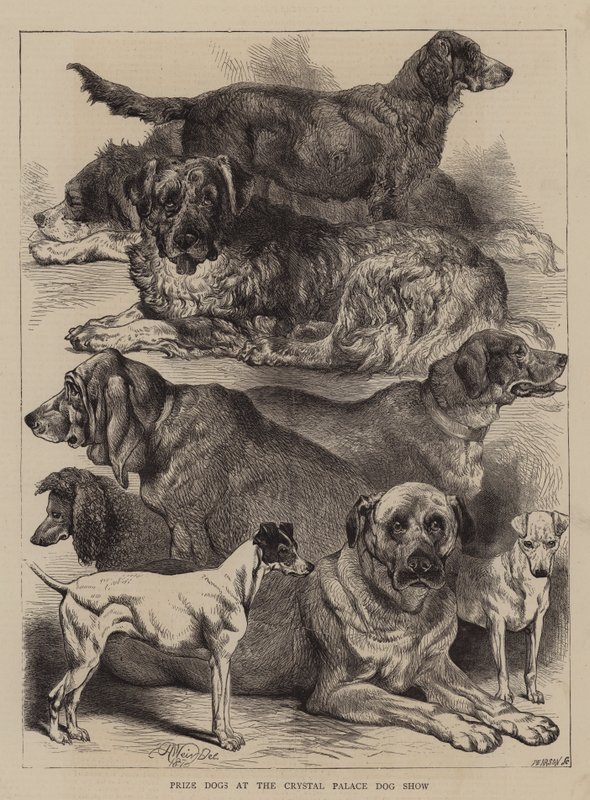 Prishundar på Crystal Palace Dog Show av Harrison William Weir