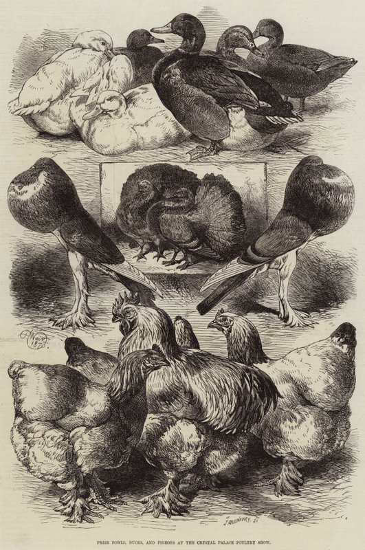 Pris för höns, ankor och duvor vid Crystal Palace Poultry Show av Harrison William Weir