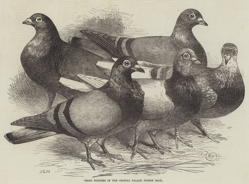 Pristagare i Crystal Palace Pigeon Race av Harrison William Weir