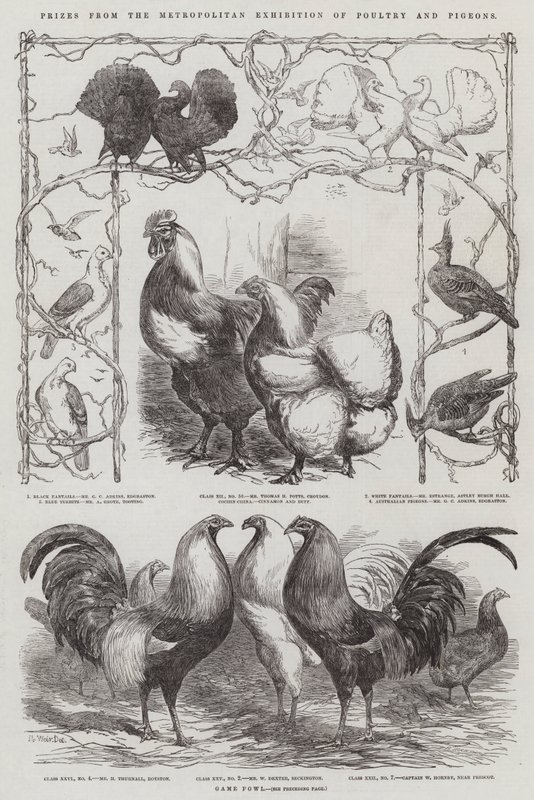 Priser från Metropolitan Exhibition of Poultry and Pigeons av Harrison William Weir