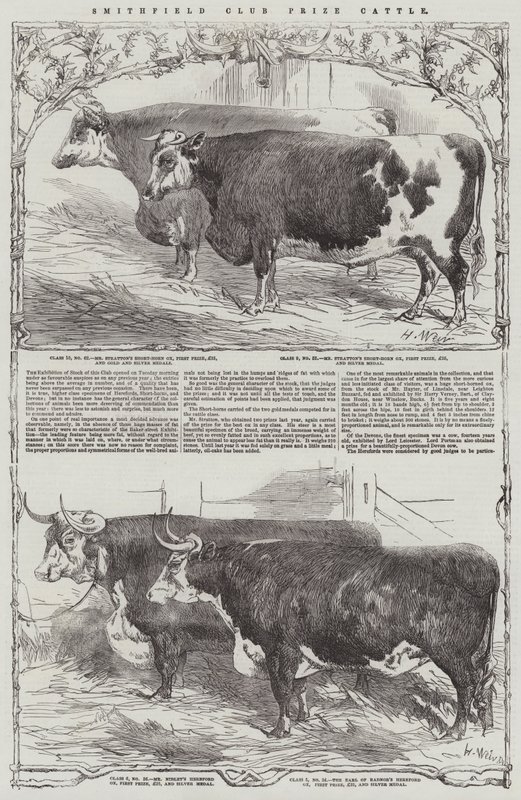 Smithfield Club Prize Cattle av Harrison William Weir