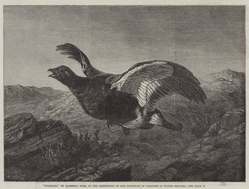 Uppskräckt av Harrison William Weir