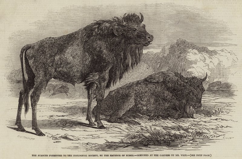 Uroxarna presenterade för Zoologiska Sällskapet, av Rysslands kejsare av Harrison William Weir
