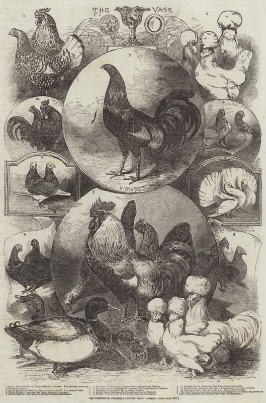 Birmingham Christmas Poultry Show, priser av Harrison William Weir
