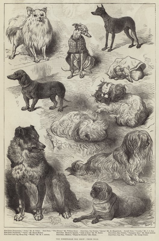 Birmingham Dog Show, Prishundar av Harrison William Weir