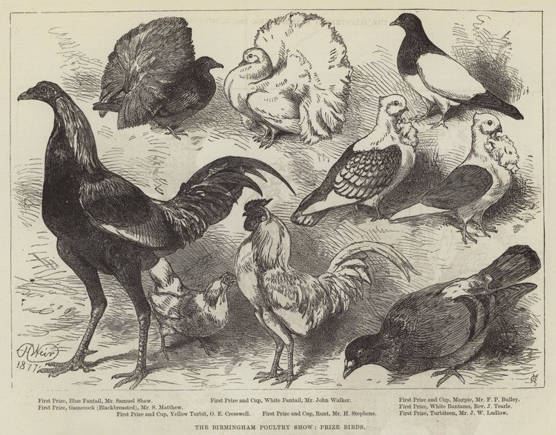 Birmingham Poultry Show, prisfåglar av Harrison William Weir