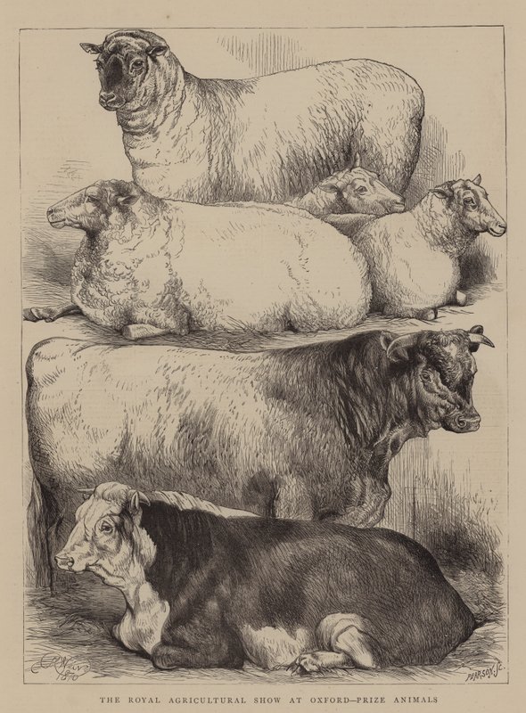 Royal Agricultural Show i Oxford, Prize Animals av Harrison William Weir