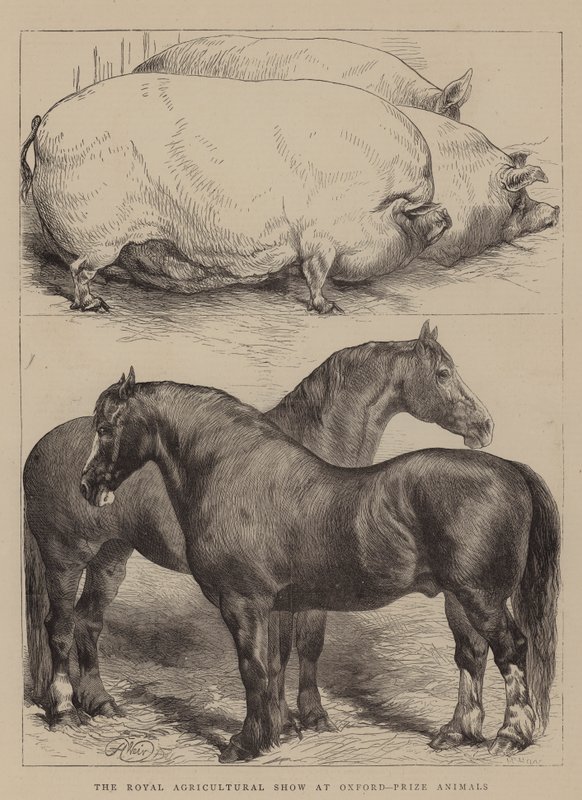 Royal Agricultural Show i Oxford, Prize Animals av Harrison William Weir