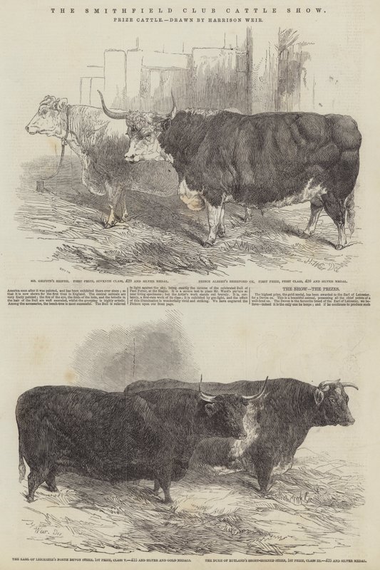 The Smithfield Club Cattle Show, prisbelönta nötkreatur av Harrison William Weir