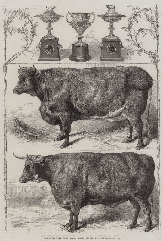 The Smithfield Club Cattle Show, prisdjur och pokaler av Harrison William Weir