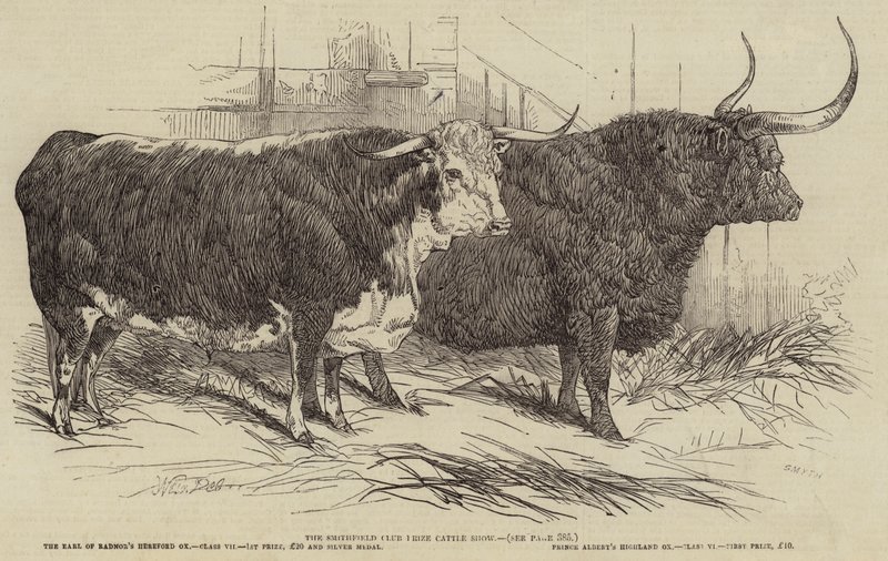 Smithfield Club Prize Cattle Show (utställning av prisbelönta nötkreatur) av Harrison William Weir