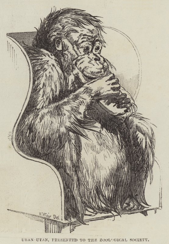 Uran-Utan, presenterad för Zoological Society av Harrison William Weir