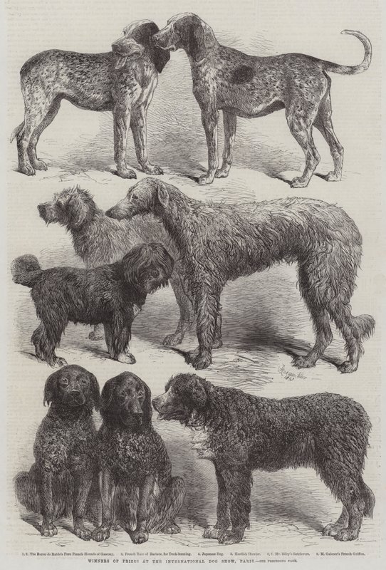 Vinnare av priser på International Dog Show, Paris av Harrison William Weir