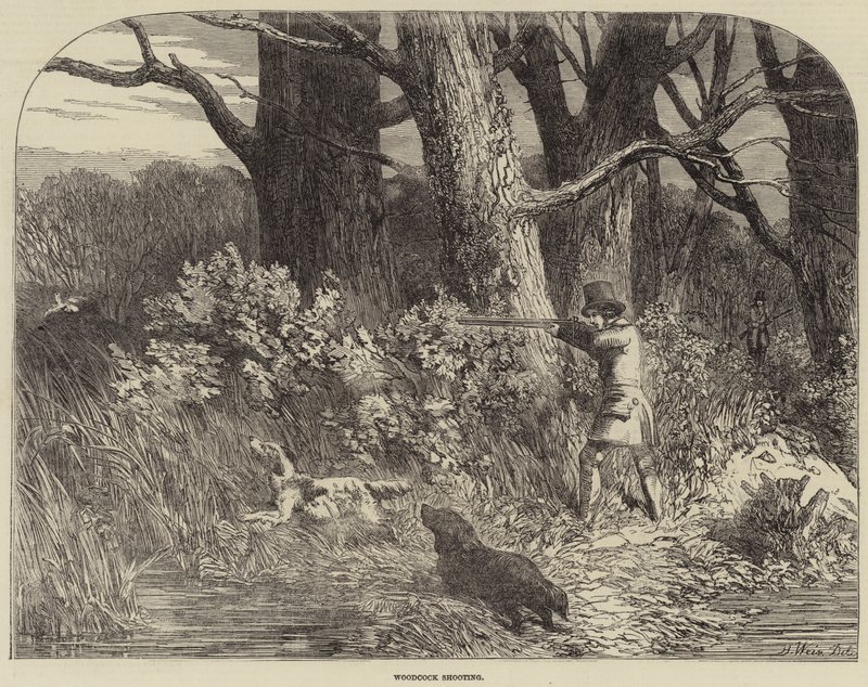 Skjutning av skogssnäcka av Harrison William Weir