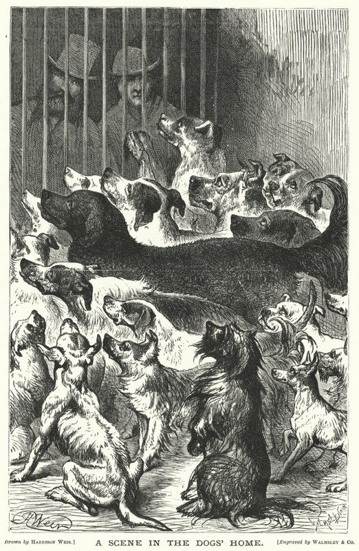 En scen i hundhemmet av Harrison William Weir