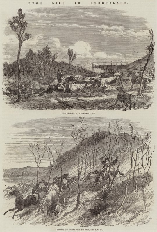 Bush-liv i Queensland av Harrison William Weir