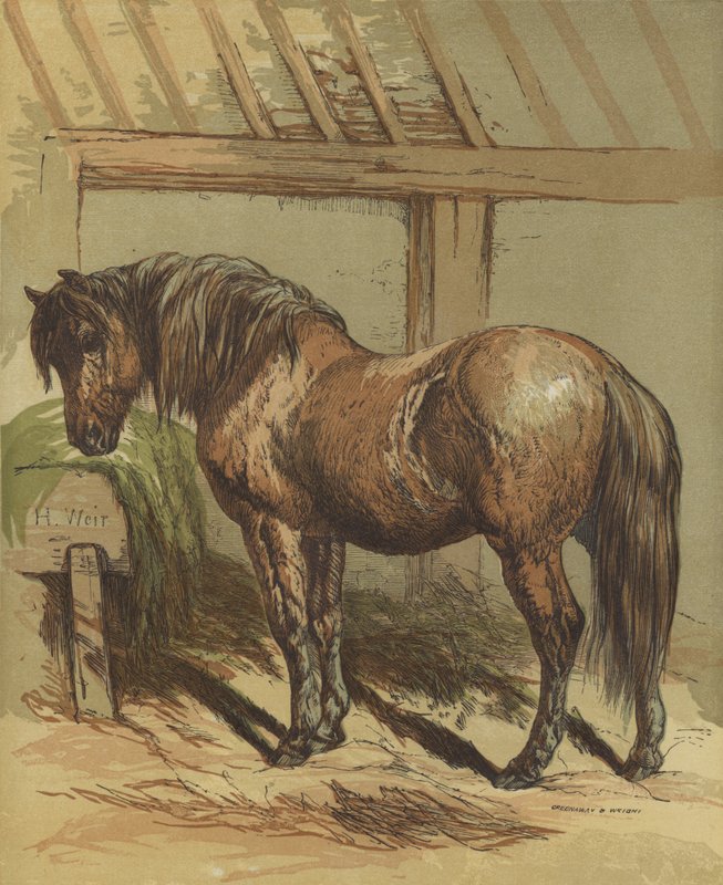 Charlie, hästen av Harrison William Weir
