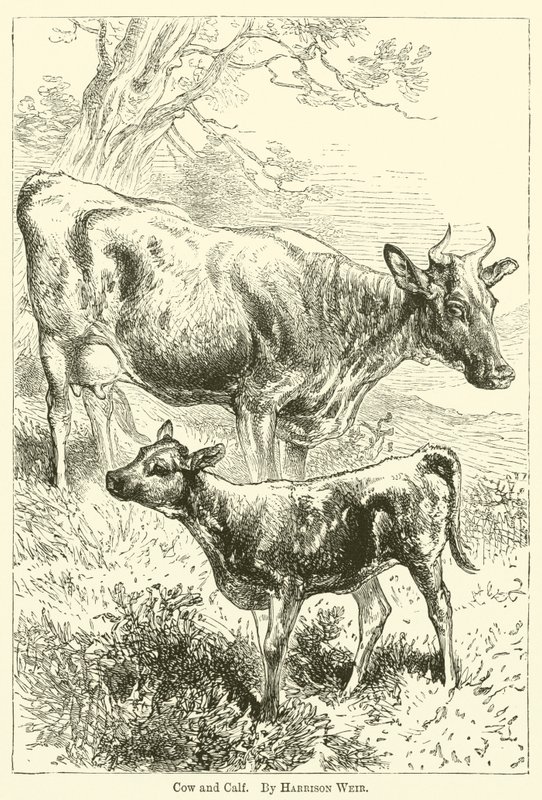 Ko och kalv av Harrison William Weir