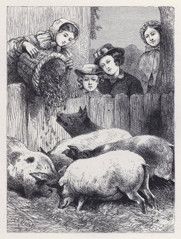 Mata grisarna (gravyr) av Harrison William Weir