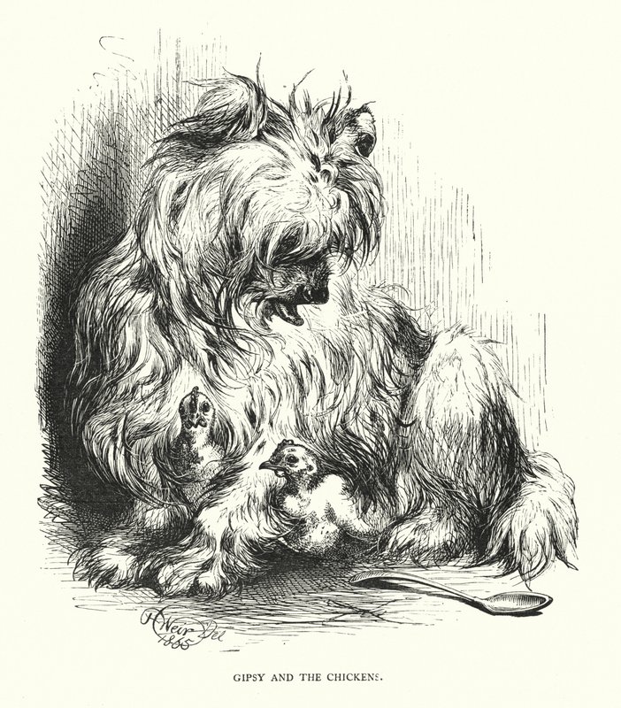 Gipsy and the chicken (gravyr) av Harrison William Weir