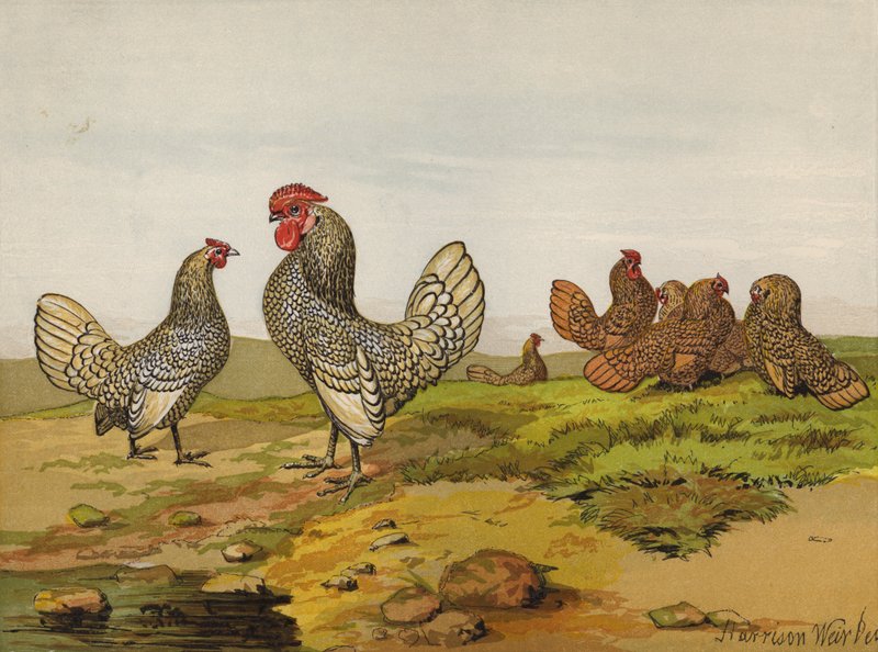 Bantams i guld och silver (chromolitho) av Harrison William Weir
