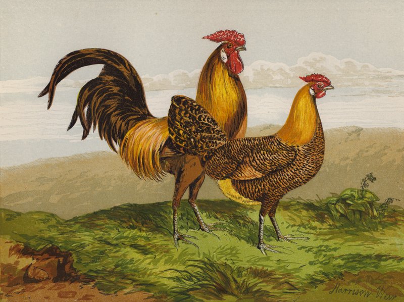 Hamburgare med guldpennader (chromolitho) av Harrison William Weir
