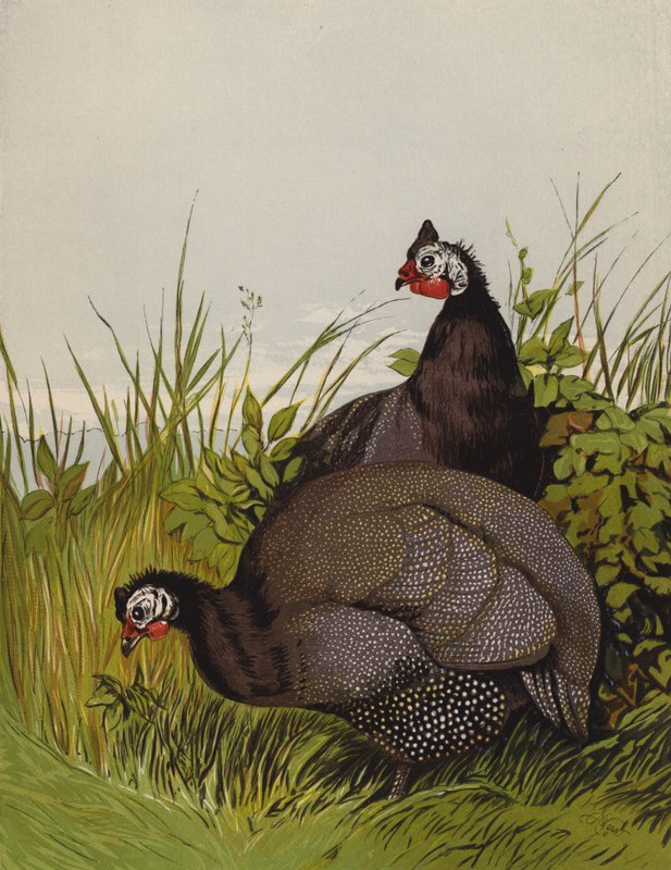 Pärlhöns (chromolitho) av Harrison William Weir