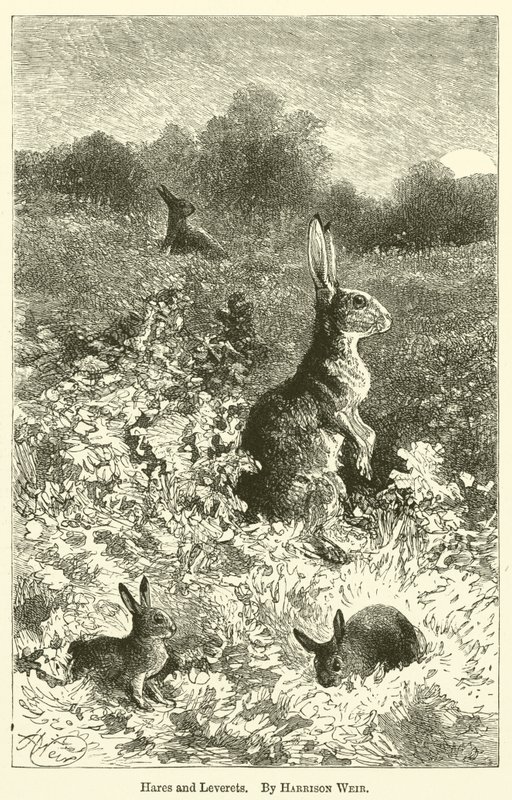 Harar och Leverets av Harrison William Weir