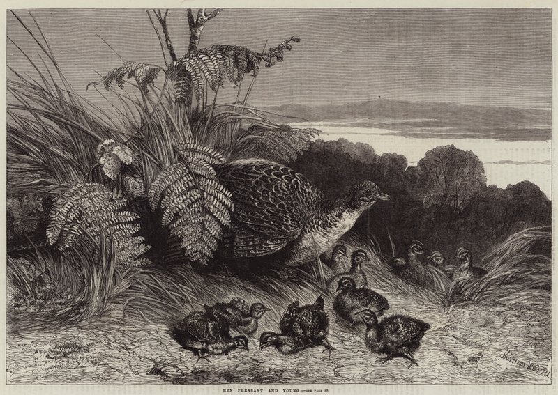 Hen Fasan och Ung av Harrison William Weir