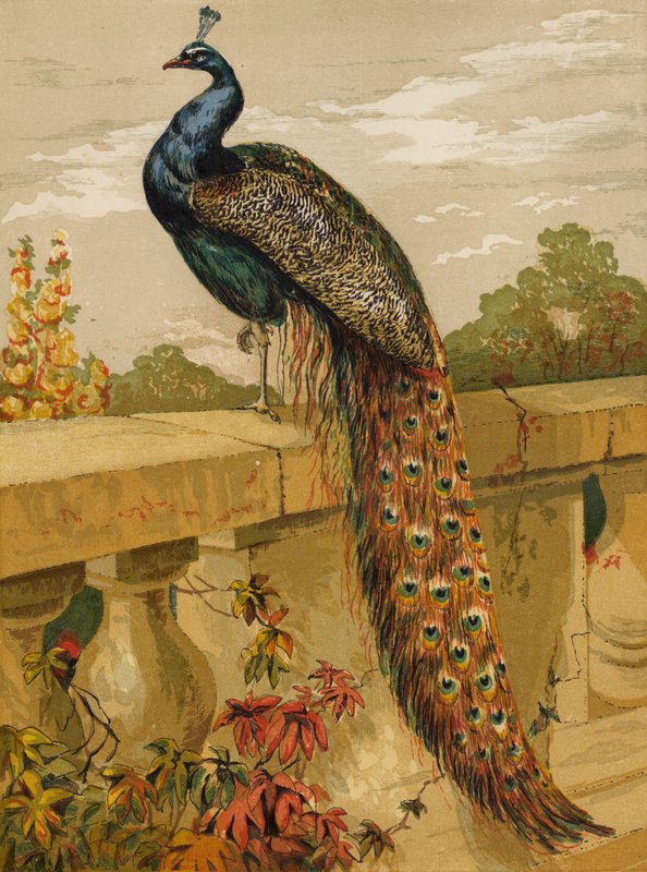 Påfågel (chromolitho) av Harrison William Weir