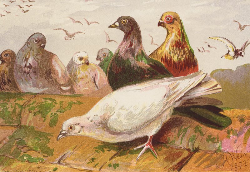 Duvor (färglitografi) av Harrison William Weir