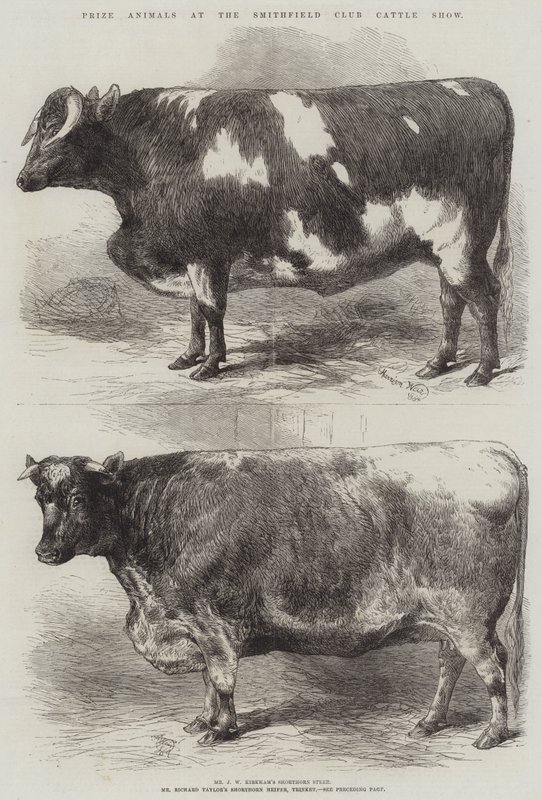 Priser djur på Smithfield Club Cattle Show av Harrison William Weir