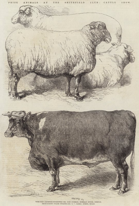 Priser djur på Smithfield Club Cattle Show av Harrison William Weir