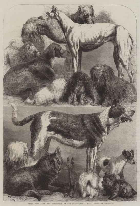 Prishundar från utställningen i Agricultural Hall, Islington av Harrison William Weir