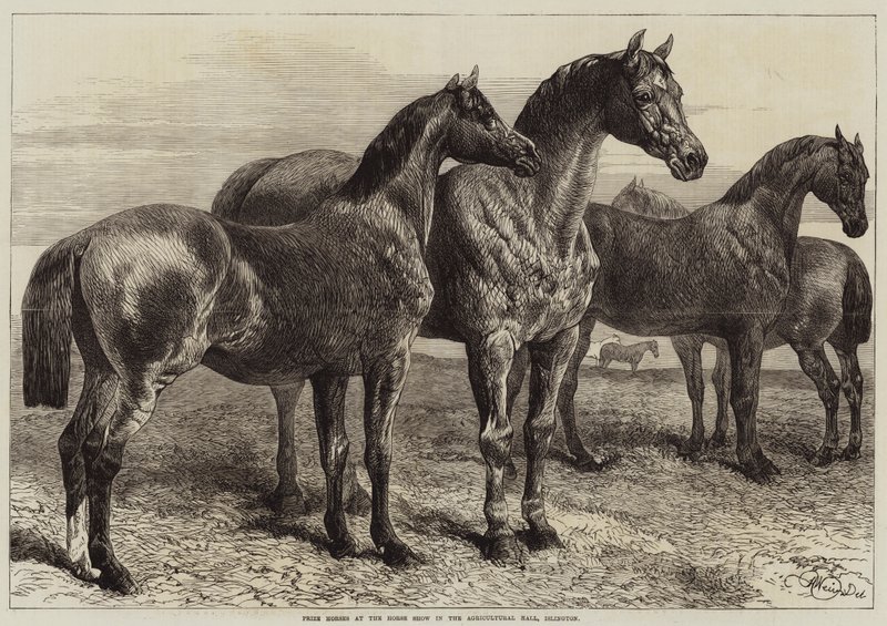 Prishästar vid hästutställningen i Agricultural Hall, Islington av Harrison William Weir