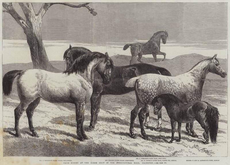 Prishästar på Horse Show i Agricultural Hall, Islington av Harrison William Weir